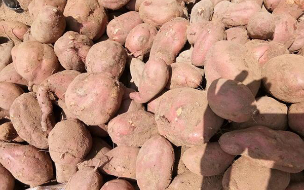 紅薯渣烘干設(shè)備如何實(shí)現(xiàn)薯渣烘干脫水 紅薯渣烘干設(shè)備如何實(shí)現(xiàn)薯渣烘干脫水